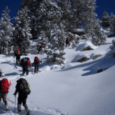 Groupe de randonneurs sur un sentier en hiver, encadré d'arbres couverts de neige