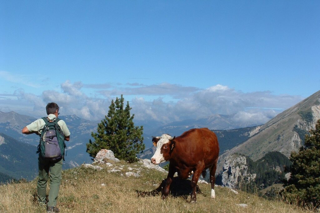 Paysage de montagne avec un randonneur, sa proximité d'une vache au sommet d'une montagne avec vue sur une vallée observée lors d'un séjour sur le circuit retrouvant dans le buché Dévoluy