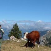 Paysage de montagne avec un randonneur, sa proximité d'une vache au sommet d'une montagne avec vue sur une vallée observée lors d'un séjour sur le circuit retrouvant dans le buché Dévoluy