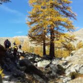 Groupe de randonneurs avec leur guide sur un sentier de montagne, un sentier avec beaucoup de roche et des arbres