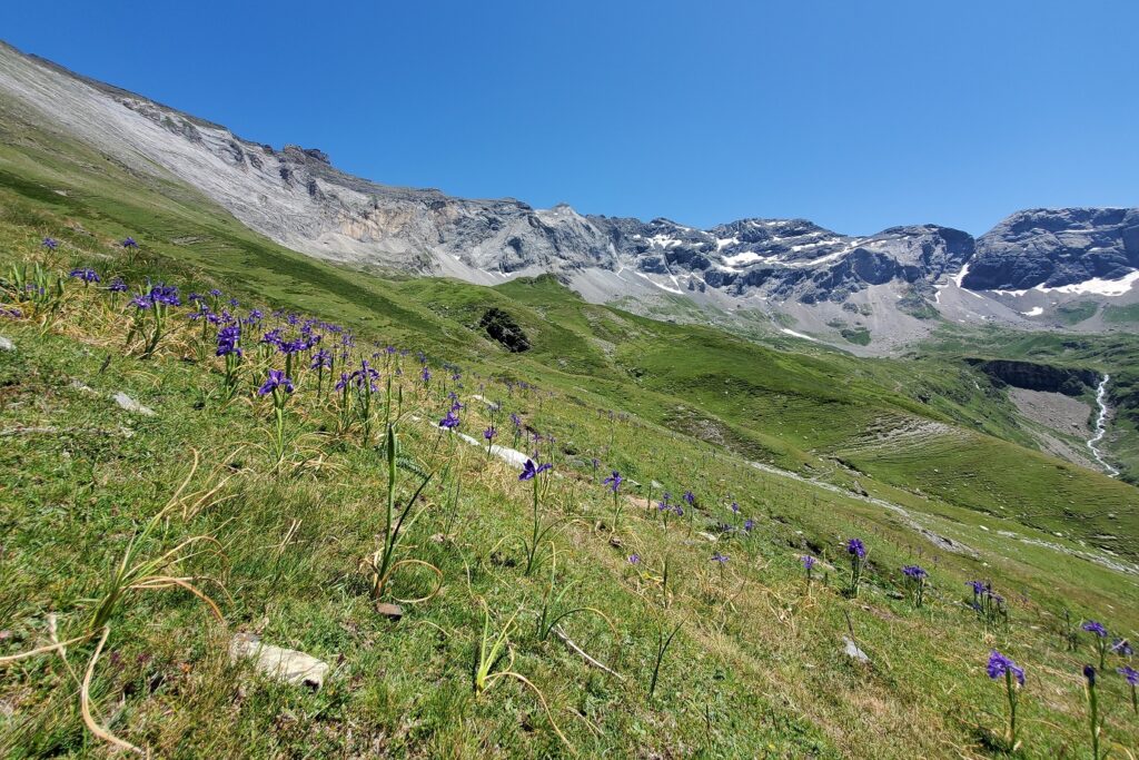 Paysage d'un flanc de montagne dans le secteur de Gavarnie