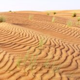 Paysage désertique avec un étendue de sable marquée de petites vagues dues au vent à Oman.