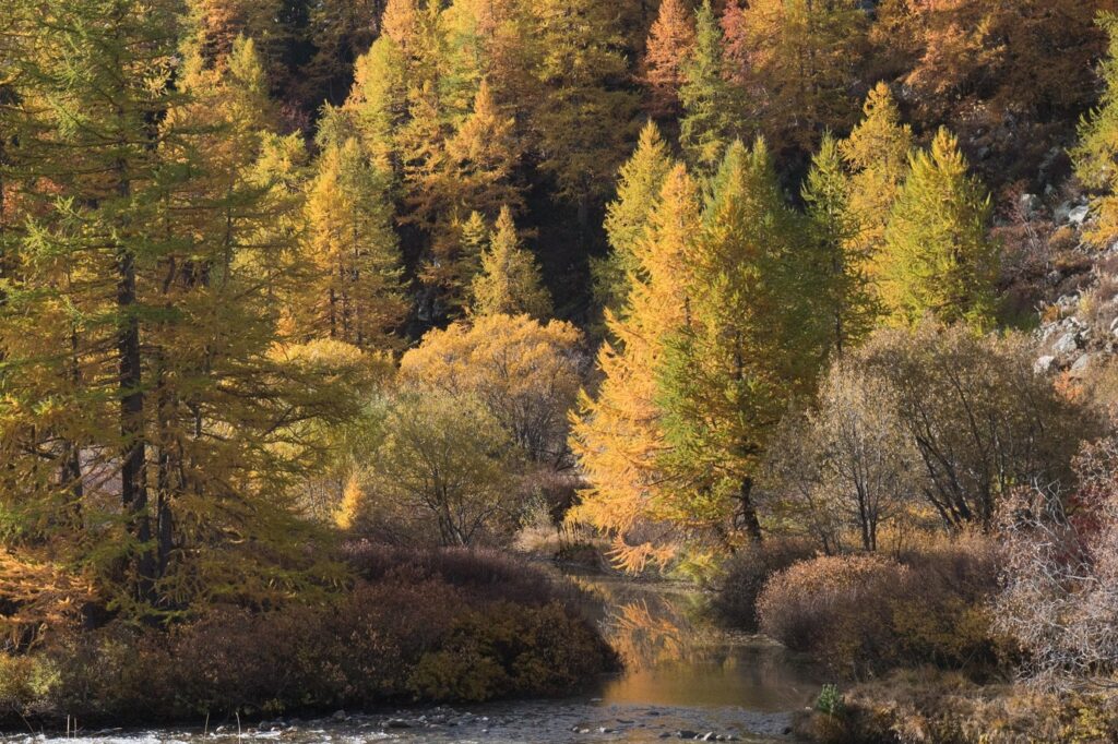 Paysage de montagne avec un cours d'eau en contrebas surplombé par une forêt d'arbres aux couleurs d'automne