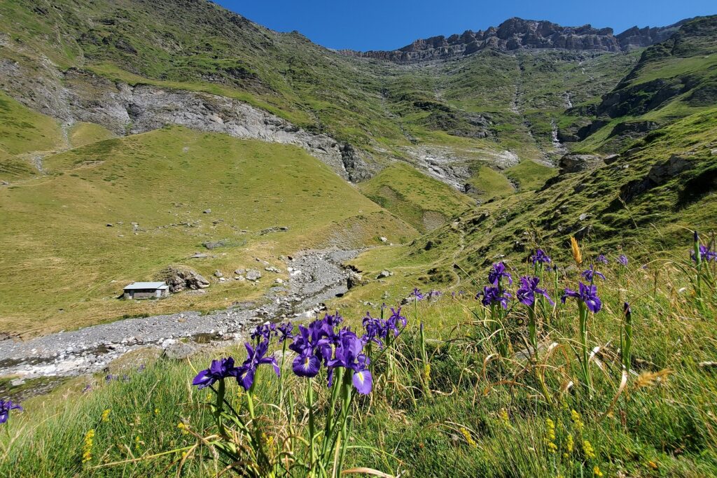 paysage centre Cauterets et Gavarnie en été avec une plaine verdoyante avec des arbres