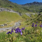 paysage centre Cauterets et Gavarnie en été avec une plaine verdoyante avec des arbres