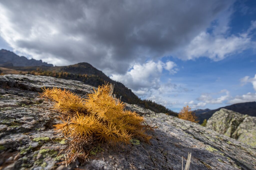 Paysage de montagne avec des sommets rocheux et au premier plan des arbres aux couleurs orangées