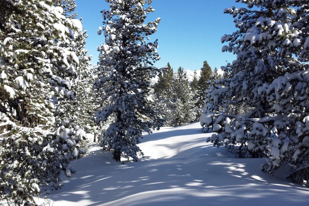 Paysage de montagne enneigé en bigarré avec une forêt enneigée