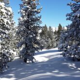 Paysage de montagne enneigé en bigarré avec une forêt enneigée