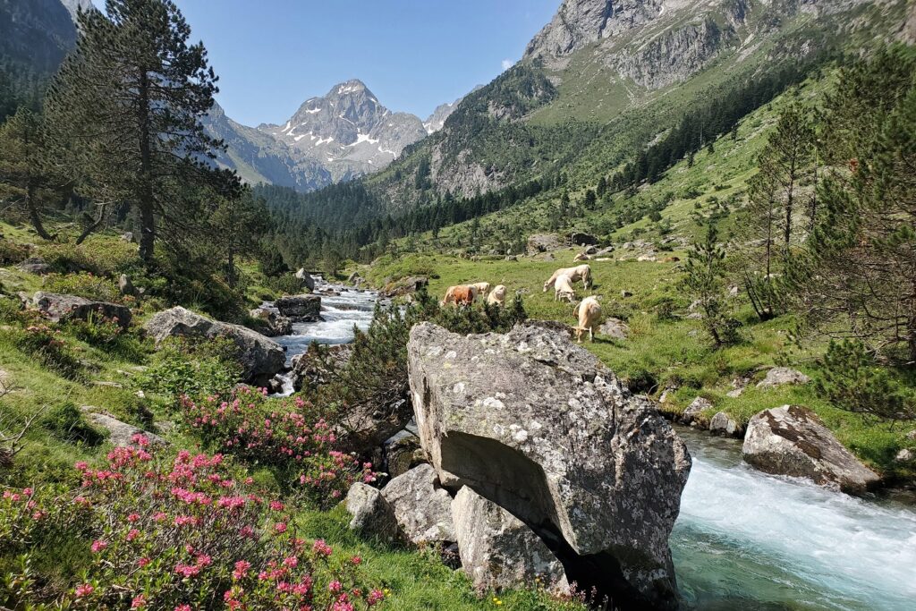 Paysage de montagne à Cauterets encadré par des rochers et des rhododendrons