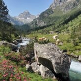 Paysage de montagne à Cauterets encadré par des rochers et des rhododendrons