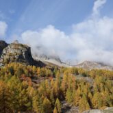 Paysage de montagne avec des arbres au premier plan et des sommets à l'arrière-plan.