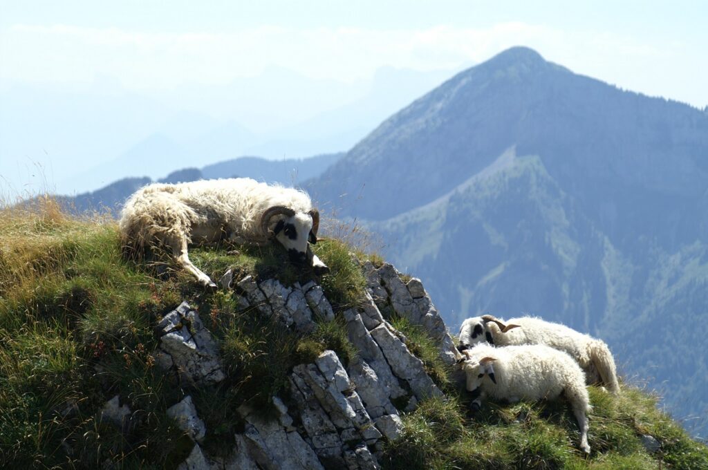 Paysage de montagne dans le parc de la Chartreuse et des moutons sur un rocher