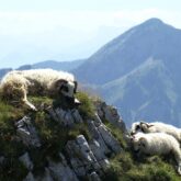 Paysage de montagne dans le parc de la Chartreuse et des moutons sur un rocher