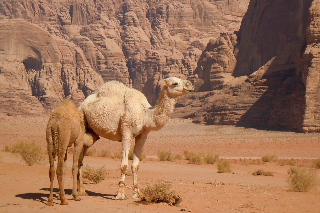 Un dromadaire et son petit qui tète dans le désert du Wadi Rum en Jordanie