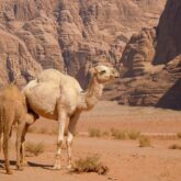 Un dromadaire et son petit qui tète dans le désert du Wadi Rum en Jordanie