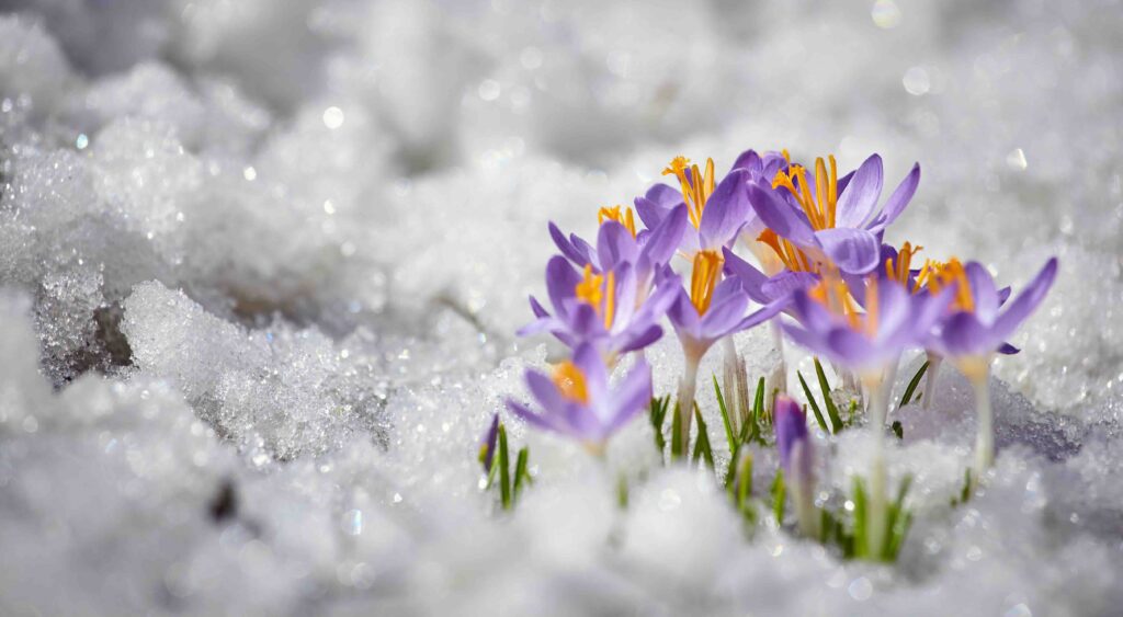 Fleurs dans la neige dans les Pyrénées en France