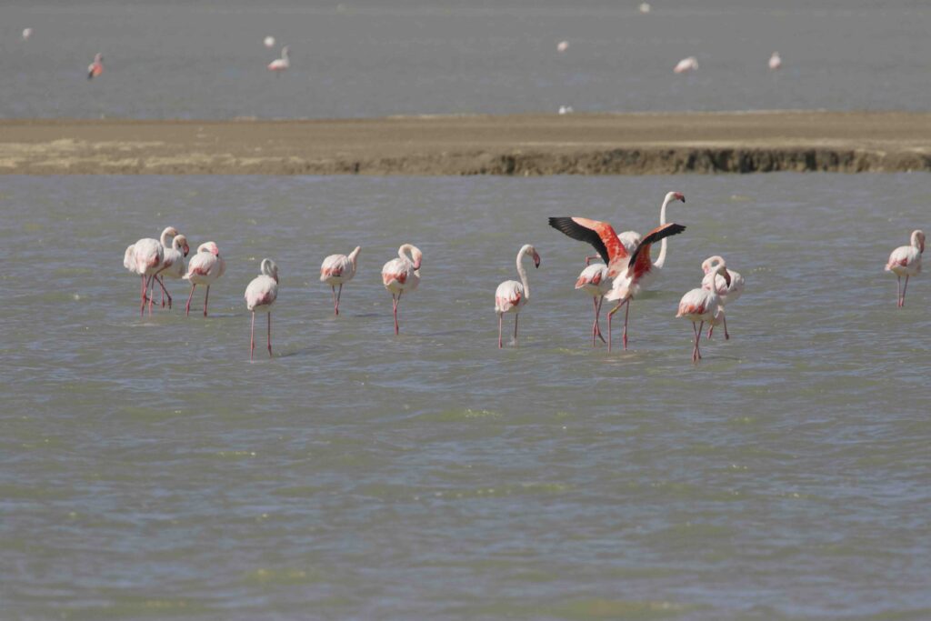 Groupe de flamands rose pendant le réveillon rando à Narbonne