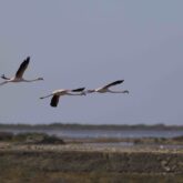 reveillon-narbonne-flamands-rose