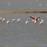 reveillon-narbonne-observation-ornithologique