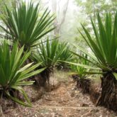 plantes-bordant-un-sentier