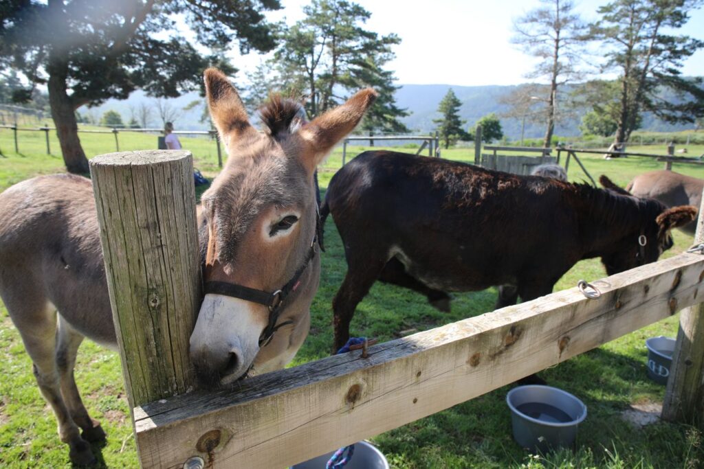 âne se reposant dans un pré