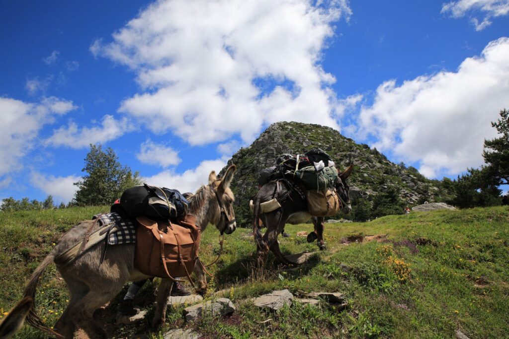 Ânes portant les bagages et suivant le chemin.