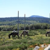 ânes-se-reposant-dans-un-champ