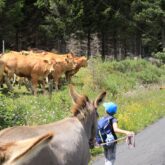 enfant-marchant-devant-des-vaches
