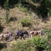 famille-promenant-les-ânes