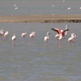 flamants-roses