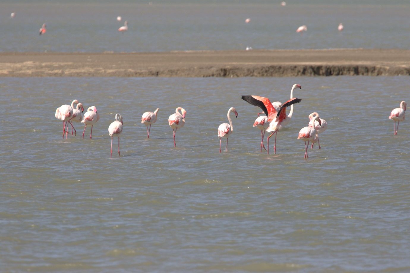 flamants-roses Flamants roses dans les étangs.