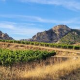 vignes de la rioja