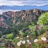 Fleurs et vue