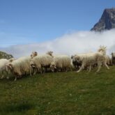GR10-etape-3-liberte-troupeau-brebis