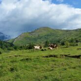 GR10-etape-3-vache-estive