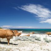 Vaches-plage-corse