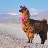 Lama