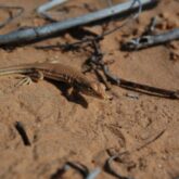 un lézard de sable