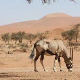 grande-traversee-namibie