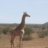 grande-traversee-sauvage-namibie