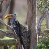 traversee-sauvage-namibie