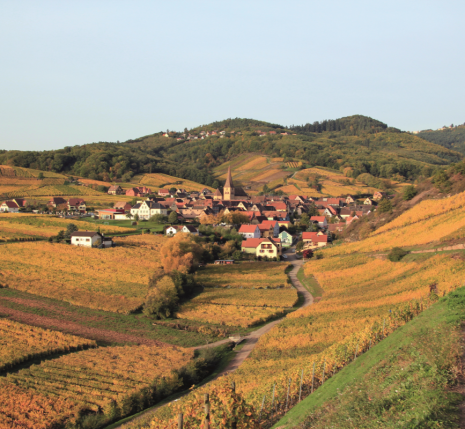 Alsacienne Niedermorschwihr et vignoble@sudrandos-1ok