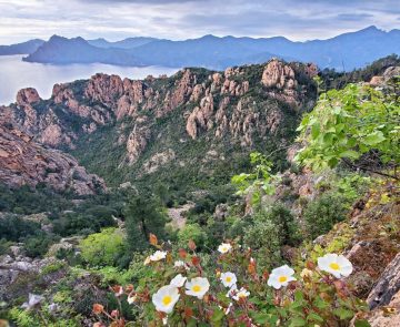 Fleurs et vue Point de vue lors d'une randonnée en Corse.