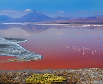 Vue sur la Laguna Colorada lors d'un séjour sur l'Altiplano.