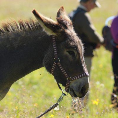 Âne avec des randonneurs lors d'un séjour en famille.