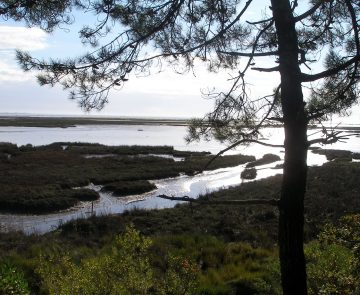Paysage dans le bassin d'Arcachon avec une étendue d'eau encadrée d'arbres caractéristiques de la zone