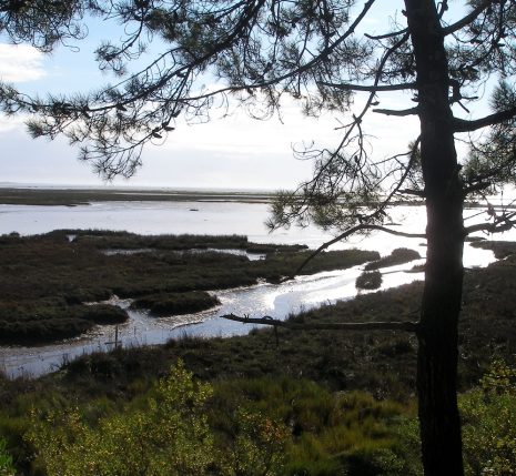 Paysage dans le bassin d'Arcachon avec une étendue d'eau encadrée d'arbres caractéristiques de la zone