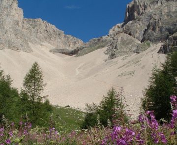 Paysage de montagne avec des fleurs au premier plan et des sommets à l'arrière