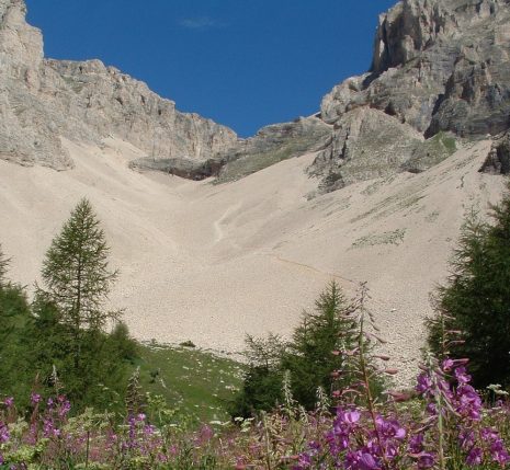 Paysage de montagne avec des fleurs au premier plan et des sommets à l'arrière