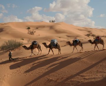 Méharée en Tunisie